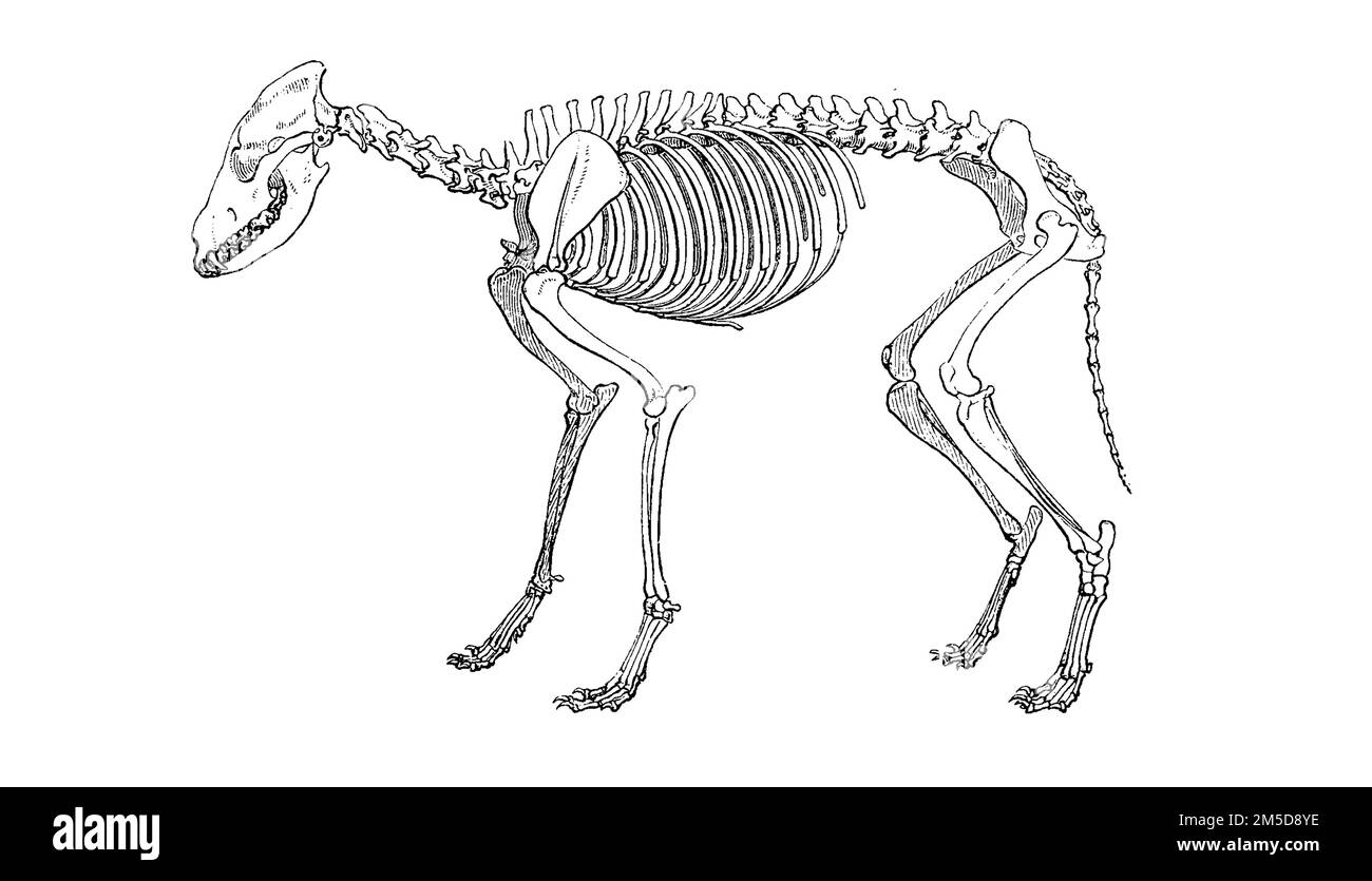 Скелет canis Dirus