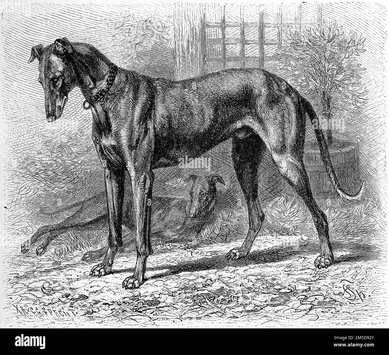 Windhund,  Canis familiaris grajus, Windhunde, Windspiel, die Bezeichnung für alle hochläufigen, oft schlanken Hetzhunde, die ihre Beute vornehmlich auf Sicht jagen  /  Greyhound, Canis familiaris grajus, greyhounds, sighthound, the name given to all high-running, often slender, foxhounds that hunt their prey primarily on sight, Historisch, digital restaurierte Reproduktion einer Originalvorlage aus dem 19. Jahrhundert, genaues Originaldatum nicht bekannt  /  historical, digital improved reproduction of an original from the 19th century Stock Photo