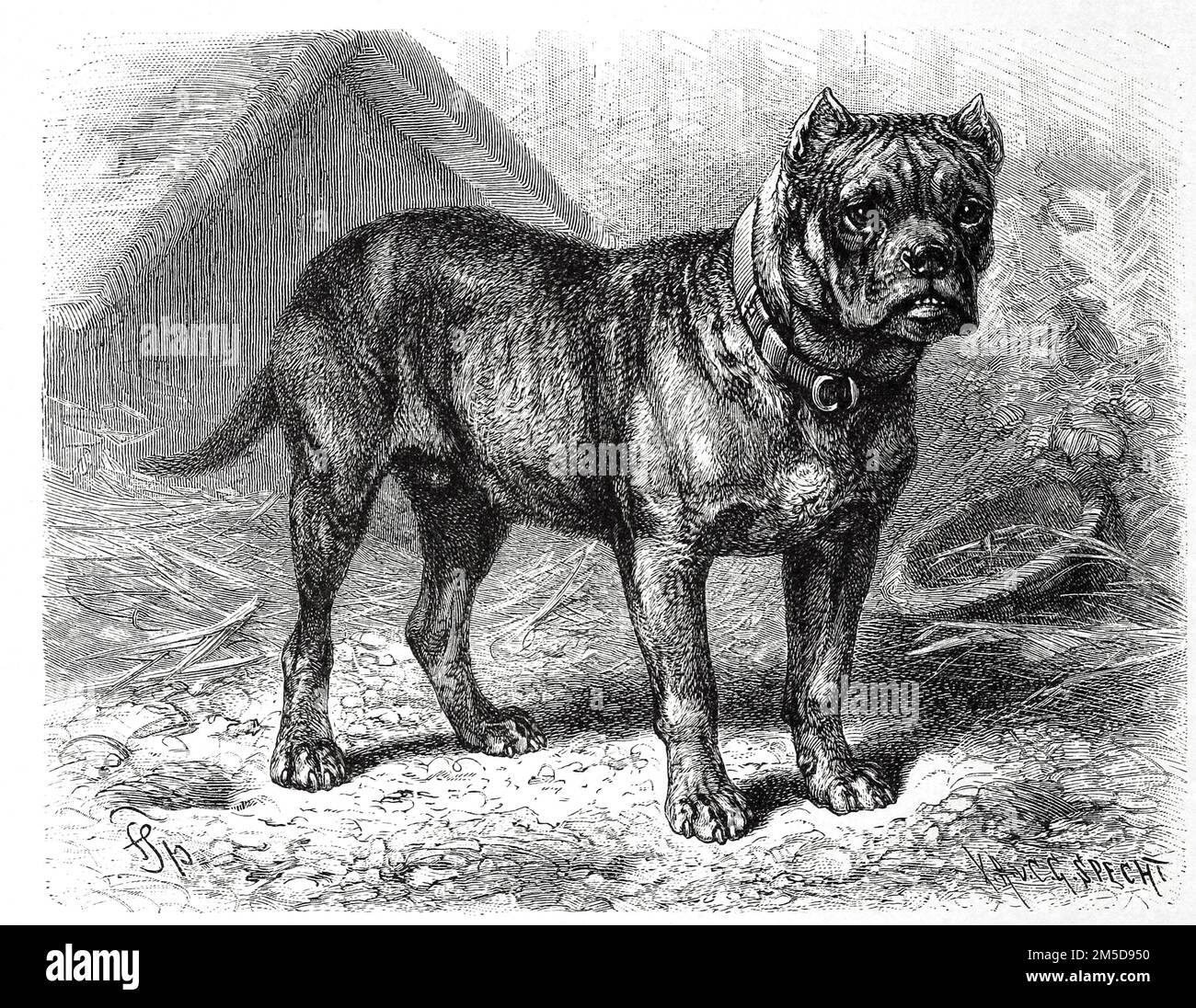 Bullenbeißer, Canis familiaris molossus hibernicus, Bullenbeißer oder Bärenbeißer gehörten zu den doggenartigen Hunden, die ursprünglich zur Jagd auf wehrhaftes Wild Verwendung fanden, Historisch, digital restaurierte Reproduktion einer Originalvorlage aus dem 19. Jahrhundert, genaues Originaldatum nicht bekannt  /  historical, digital improved reproduction of an original from the 19th century Stock Photo