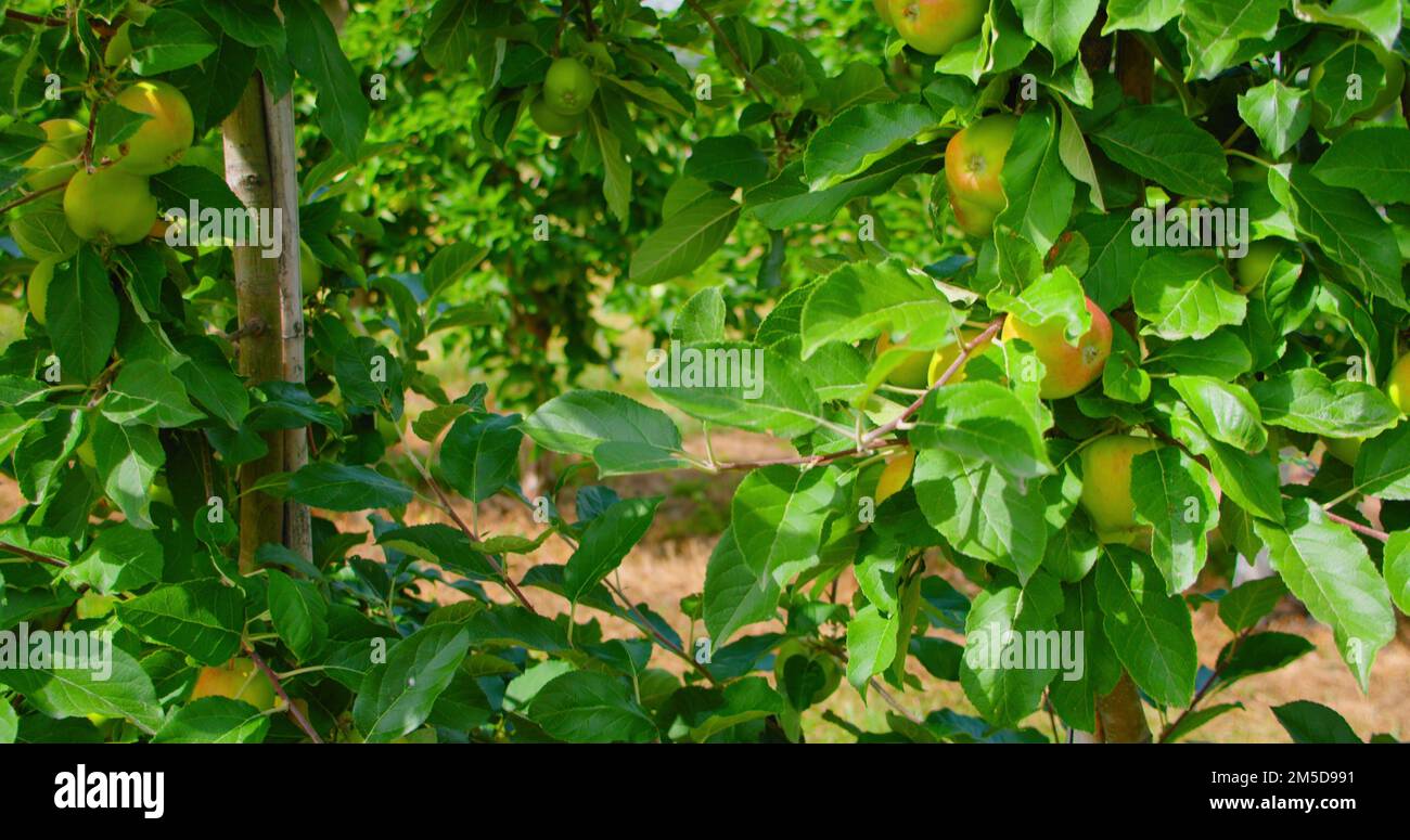 Red paradise apples on apple tree in the warm sunny summer light. Tilt ...