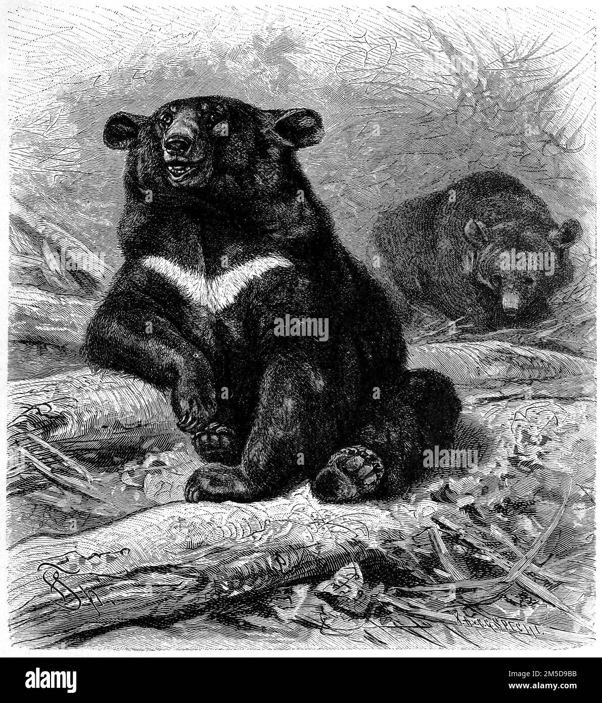 Kragenbär, Asiatische Schwarzbär, Mondbär oder Tibetbär, Ursus thibetanus ist eine Raubtierart aus der Familie der Bären  /  Asian bear, Asiatic black bear, moon bear and white-chested bear, Collar bear, Asiatic black bear, moon bear or Tibetan bear, Ursus thibetanus is a species of carnivore in the bear family, Historisch, digital restaurierte Reproduktion einer Originalvorlage aus dem 19. Jahrhundert, genaues Originaldatum nicht bekannt  /  historical, digital improved reproduction of an original from the 19th century Stock Photo