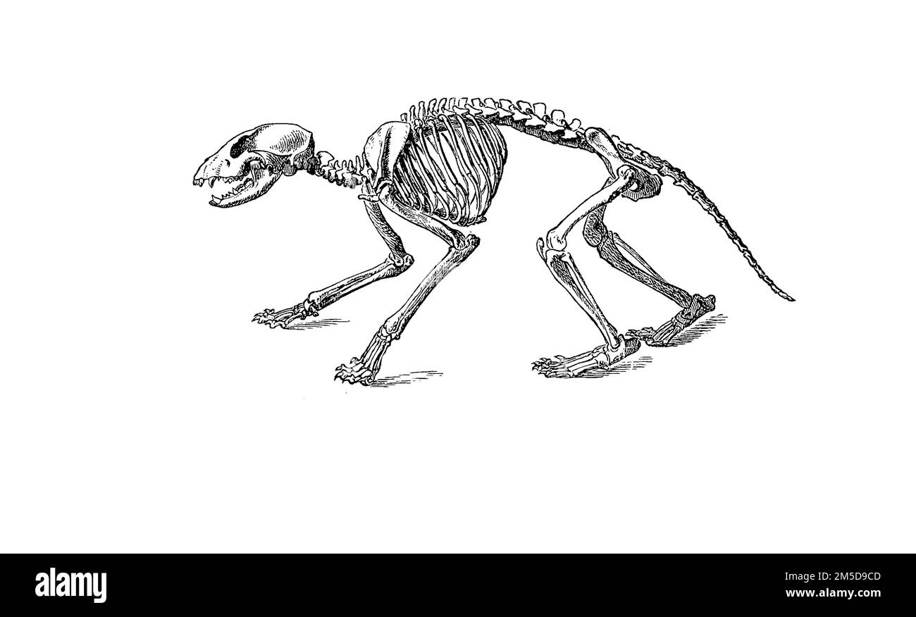 Skelett des Waschbär, Procyon lotor  /  Skeleton of racoon, Procyon lotor, Historisch, digital restaurierte Reproduktion einer Originalvorlage aus dem 19. Jahrhundert, genaues Originaldatum nicht bekannt  /  historical, digital improved reproduction of an original from the 19th century Stock Photo