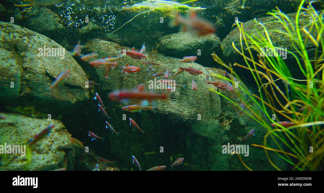 Rainbow shiner, family Leuciscidae. Freshwater fish aquarium, stones and green algae at the bottom of the river. A large group of small iridescent Stock Photo