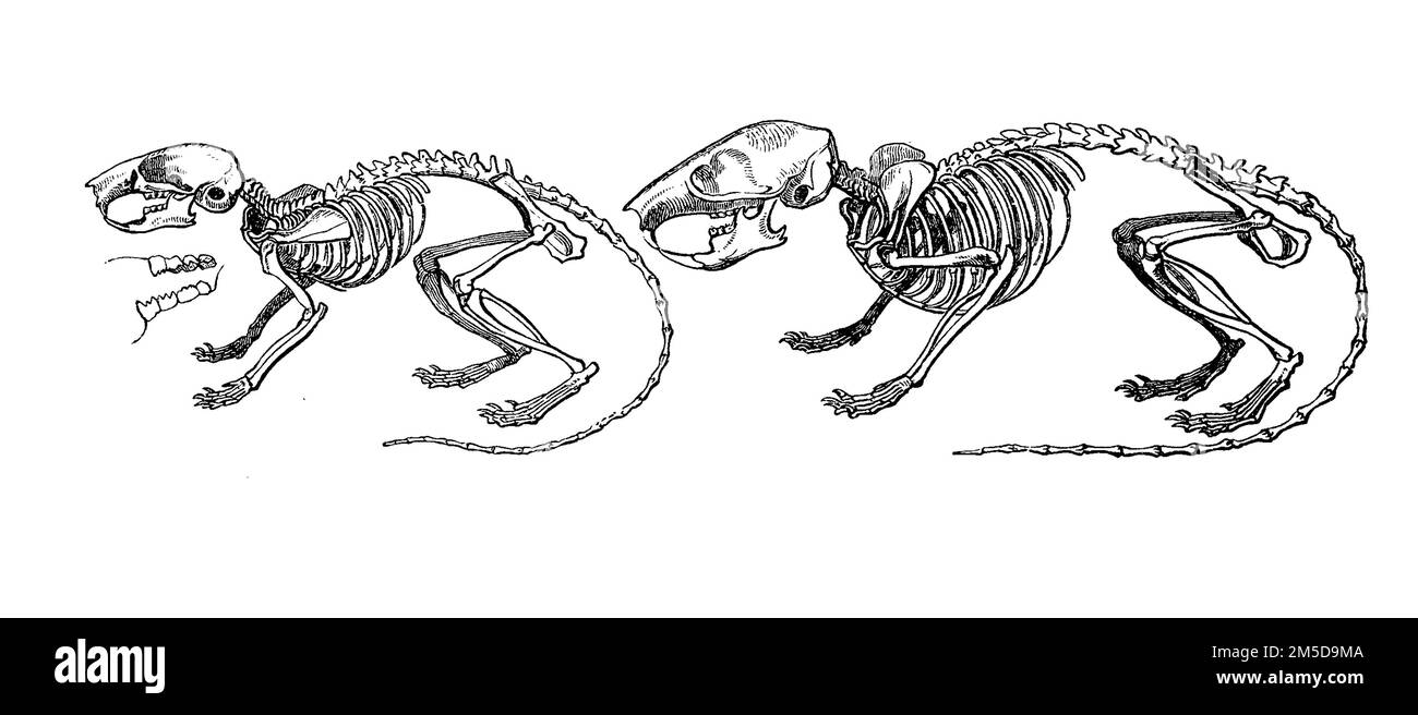 Skelett der Haselmaus und des Gartenschläfer  /  Skeleton of dormouse and garden dormouse, Historisch, digital restaurierte Reproduktion einer Originalvorlage aus dem 19. Jahrhundert, genaues Originaldatum nicht bekannt  /  historical, digital improved reproduction of an original from the 19th century Stock Photo