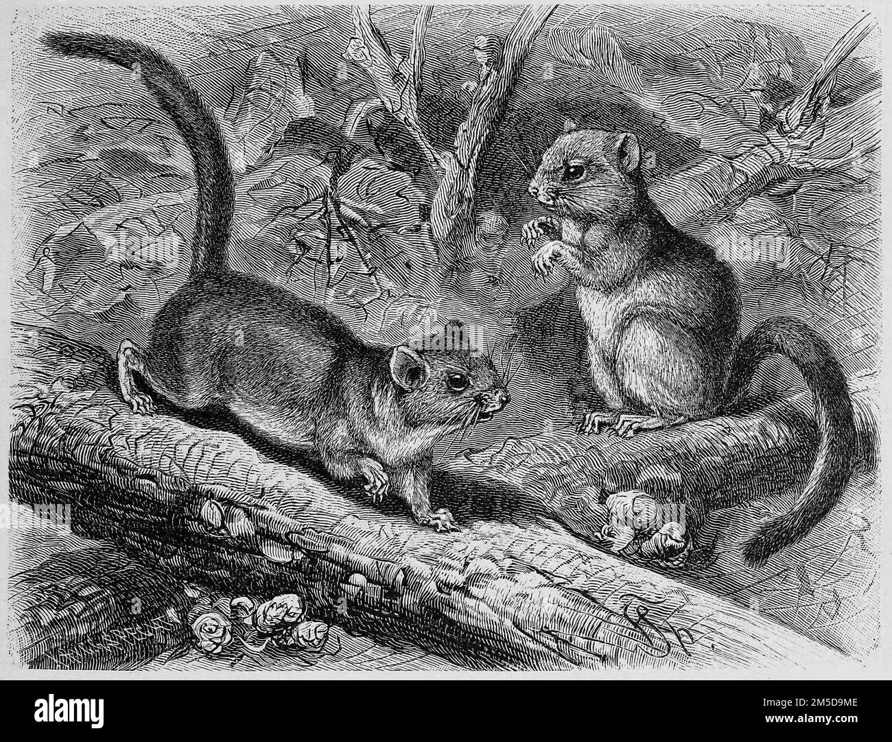 Hazel dormouse common dormouse haselmaus black and white stock photos