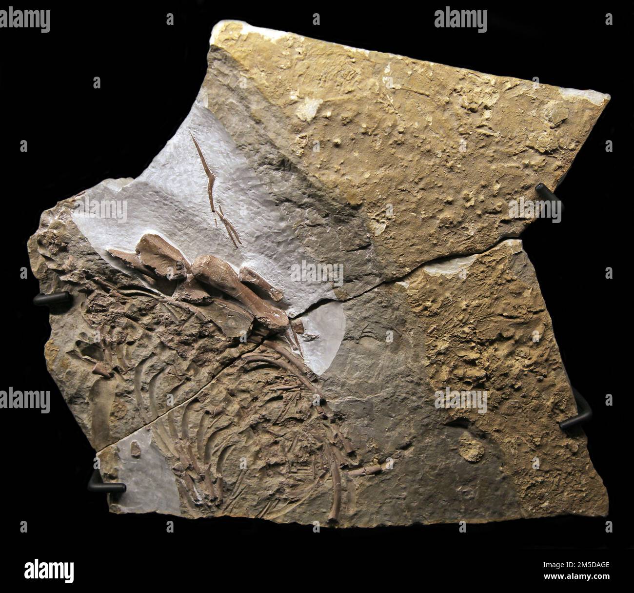 cf.Cymatosaurus fossil.Extinct genus pistosauroid, nothosauriform sauropterygian.Alive Early Triassic-Middle Triassic period the Netherlands. Stock Photo