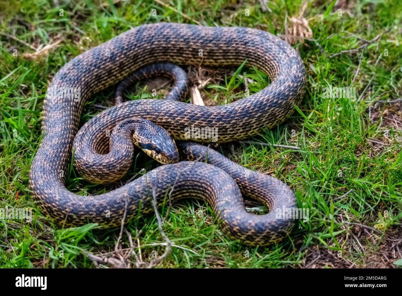 Close-up of blotched snake or Elaphe sauromates in grass Stock Photo