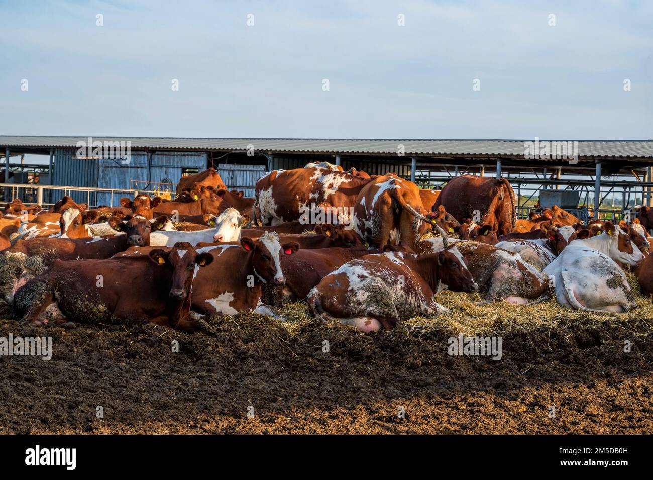 Red and white cows in a feedlot. Cattle farm Stock Photo
