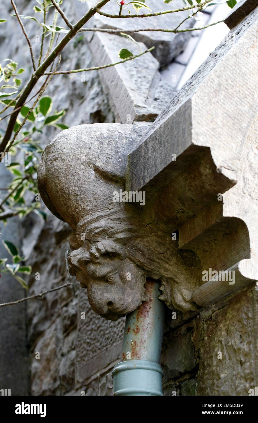 Carved Lion, Rainwater discharge carved gothic style gargoyle, linking to downpipes. . Stock Photo
