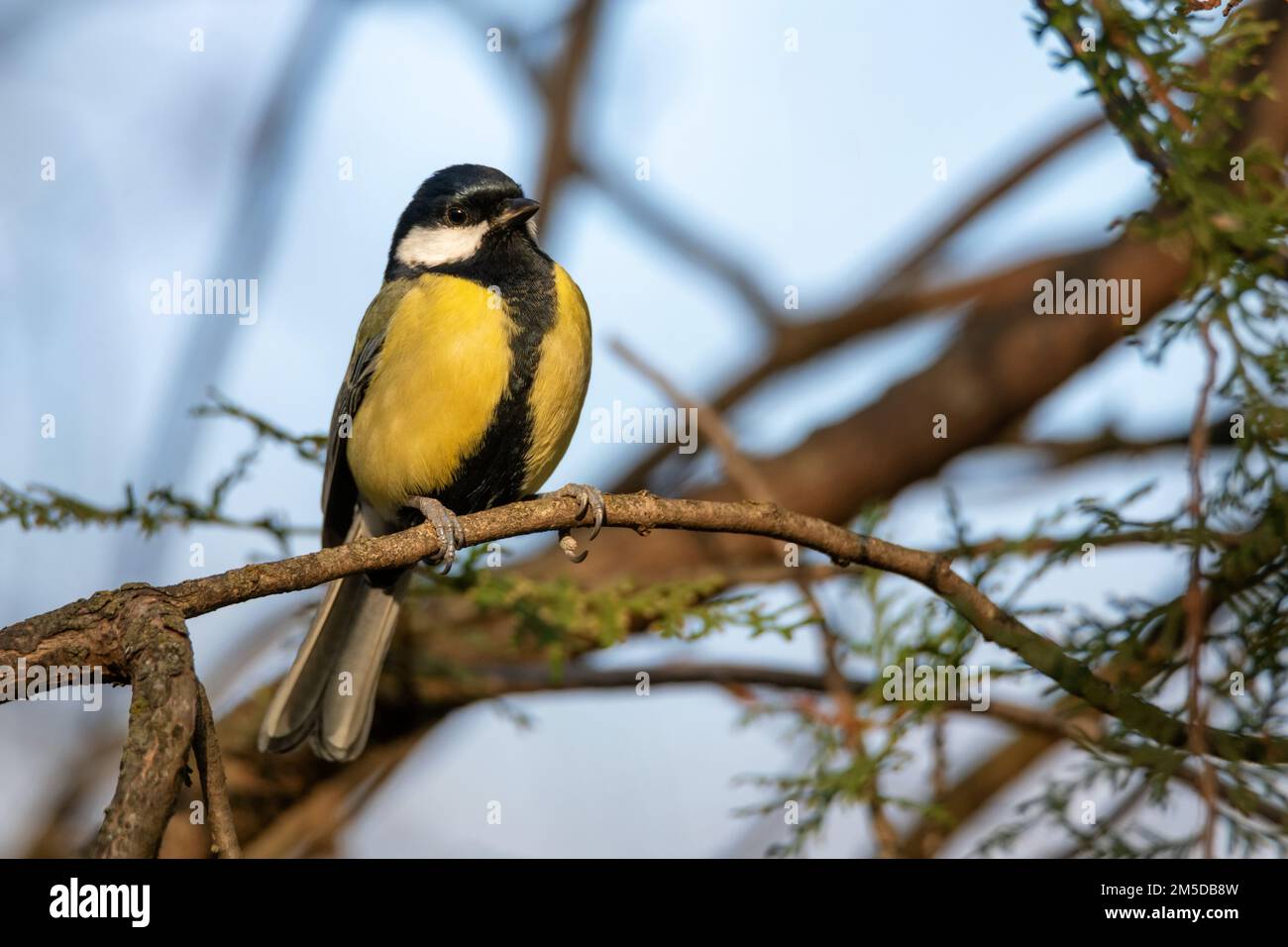 Colorful great tit or Parus major perches on a branch Stock Photo