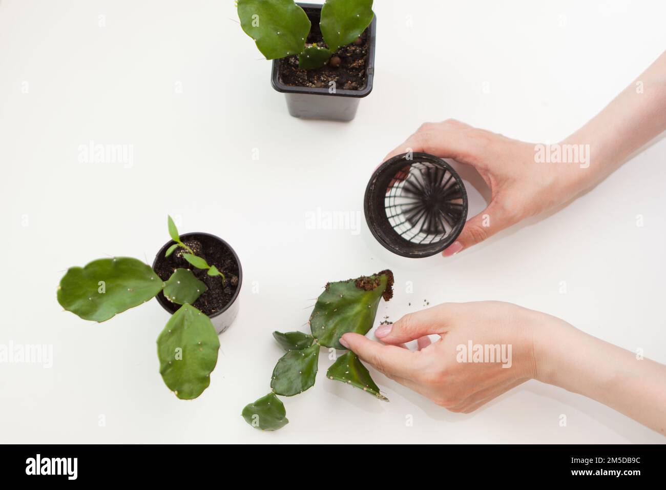 woman hands planting cactus on white table. Closeup female arms with small plastic flower pot Stock Photo