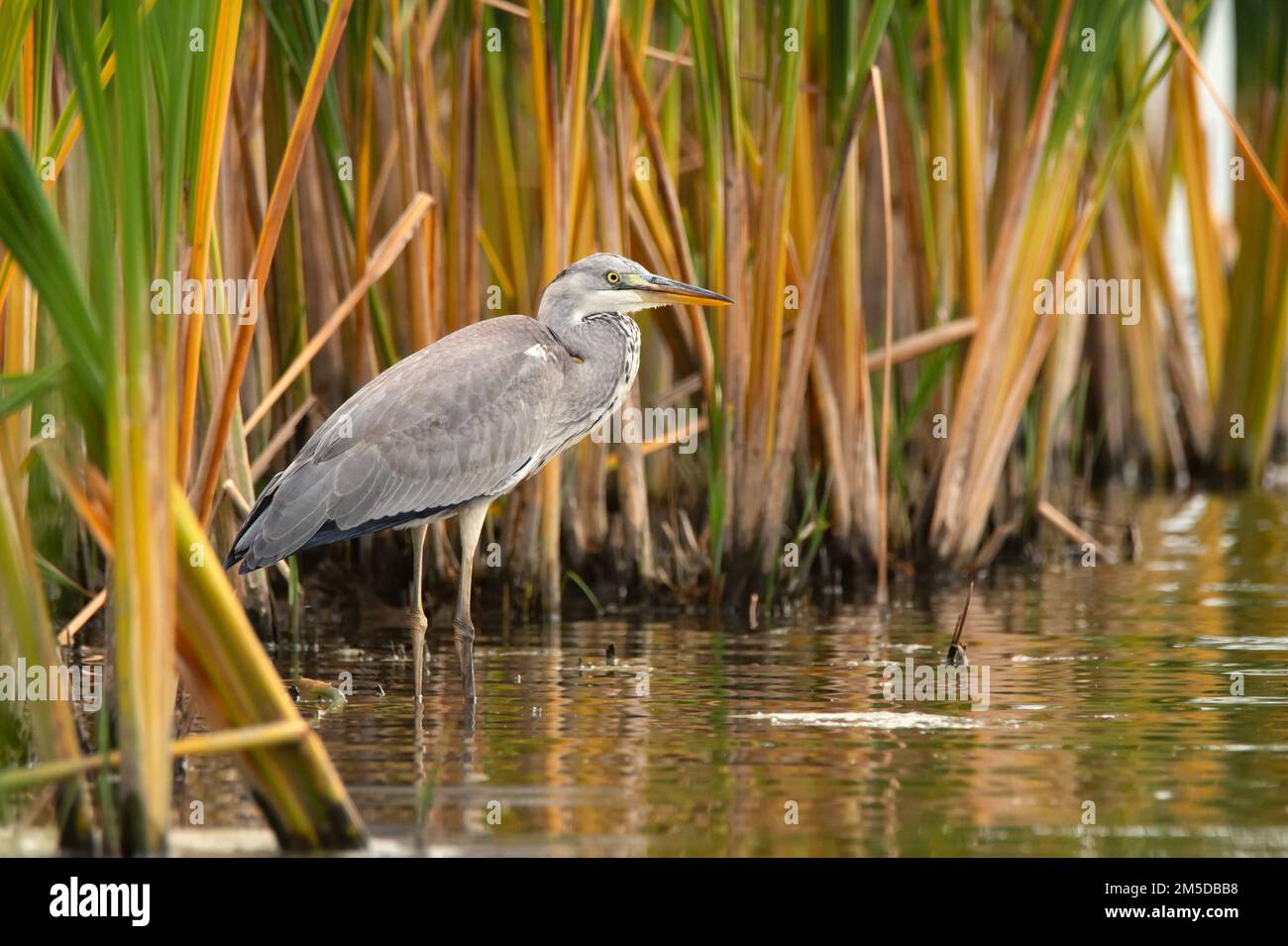 Grey Heron or Ardea cinerea stands in river Stock Photo