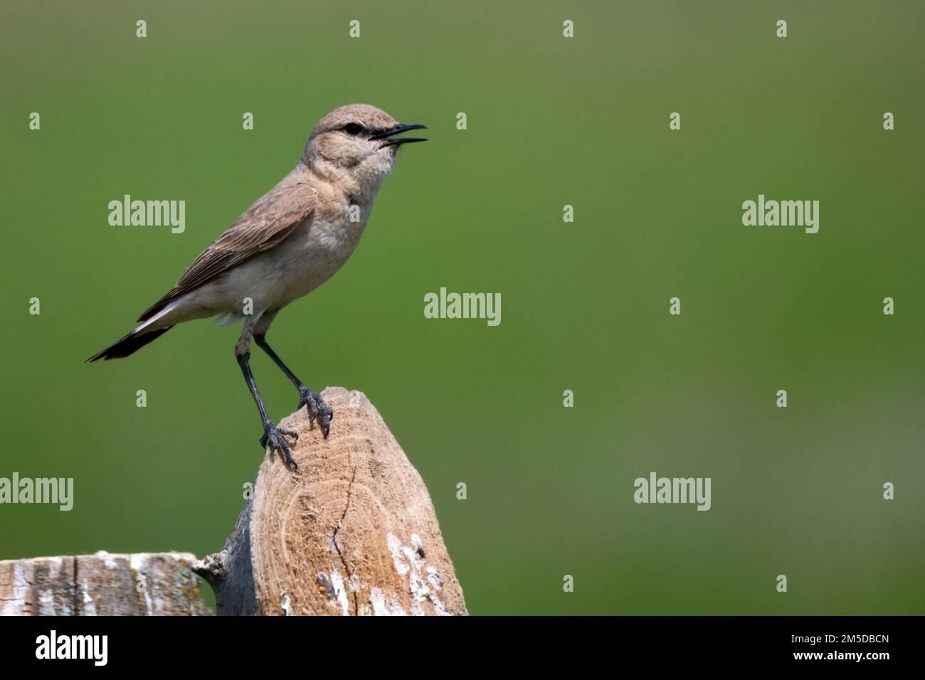 Isabelline Wheatear or Oenanthe isabellina in wild Stock Photo