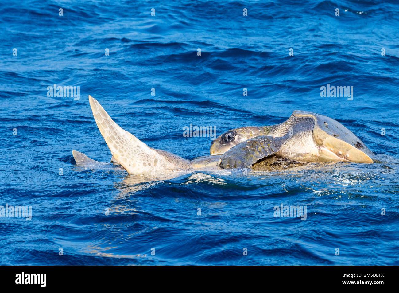 Olive ridley sea turtles or Lepidochelys olivacea performs mating ritual Stock Photo