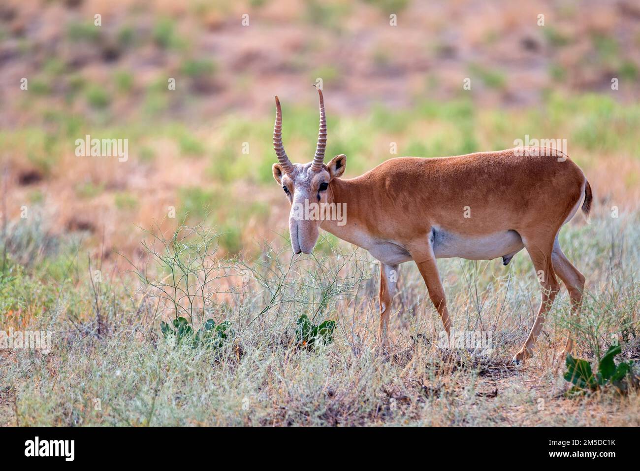 Male saiga antelope or Saiga tatarica walks in steppe Stock Photo