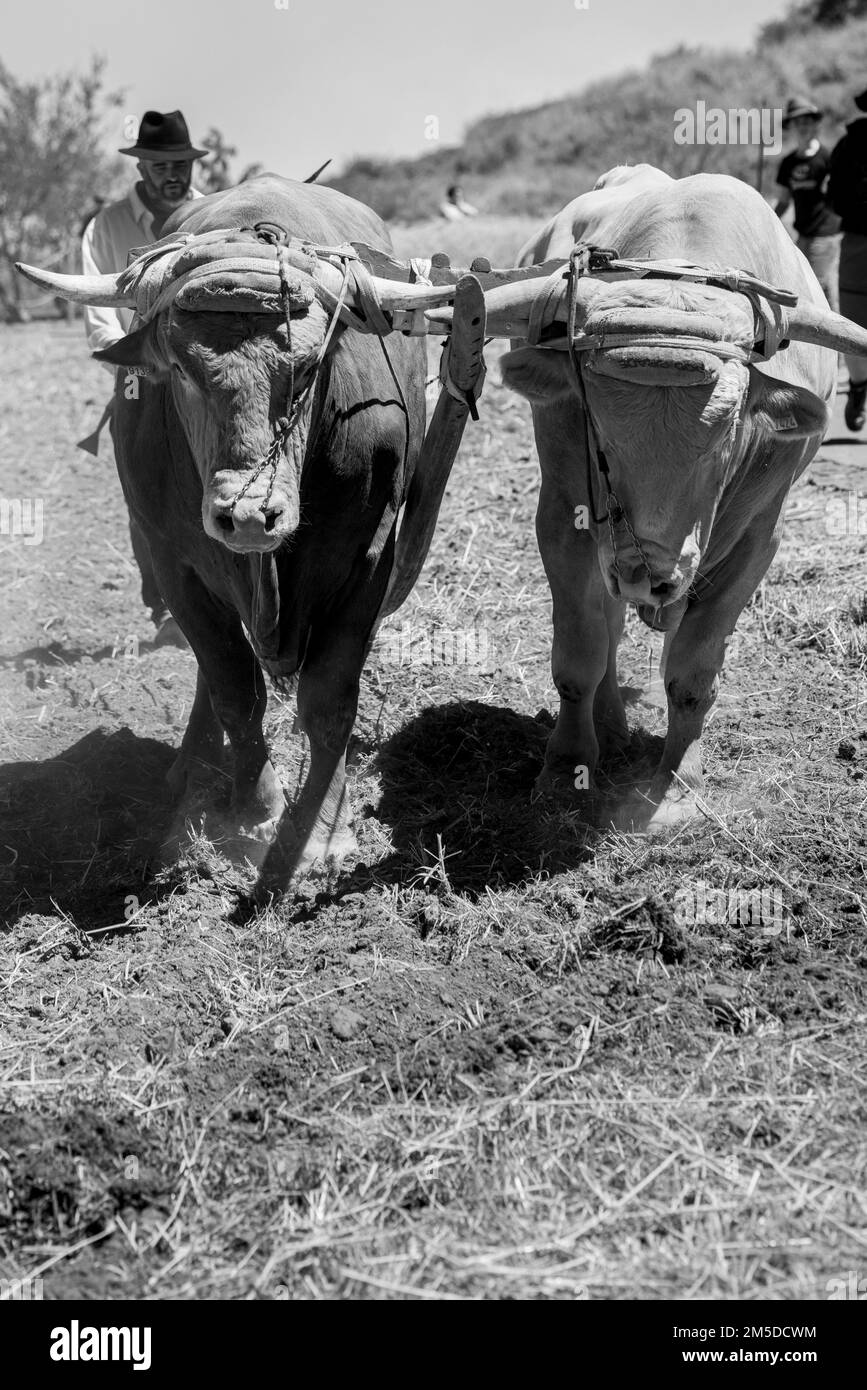 Oxen used to plow the fields at the threshing day, Dia de la trilla at the Ecomuseo in San Jose de Los Llanos, El Tanque, Tenerife, Canary Islands, Sp Stock Photo