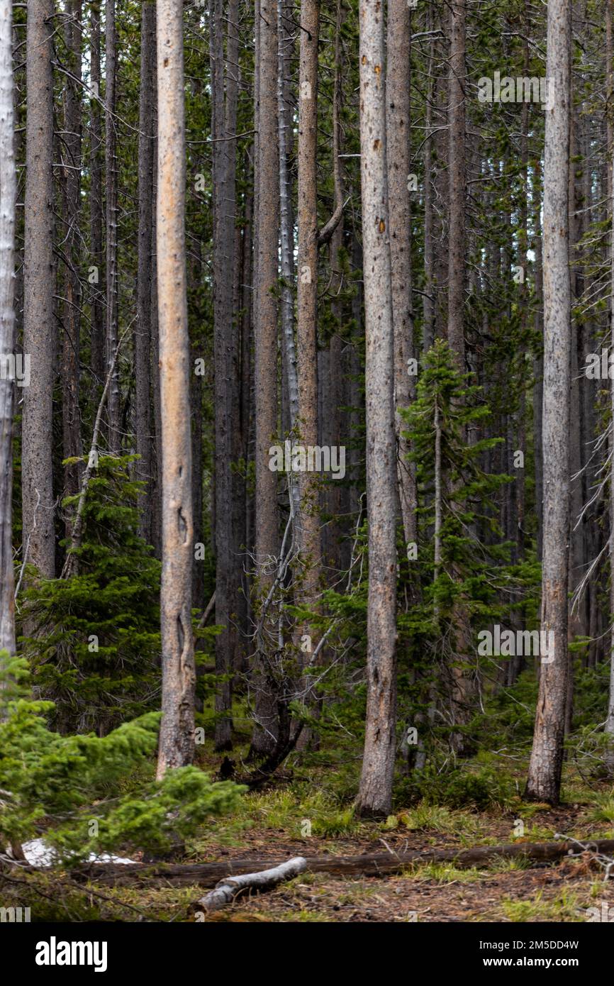 A vertical shot of tall trees with thin trunks in a forest Stock Photo ...
