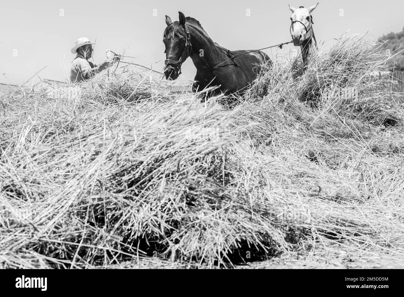 Using horses and mules to thresh the corn on the Era, threshaing circle at the threshing day, Dia de la trilla at the Ecomuseo in San Jose de Los Llan Stock Photo