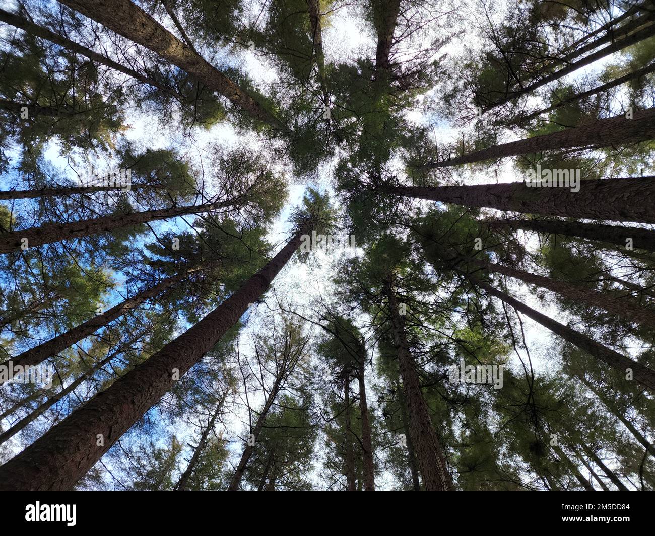 A low angle shot of tall thin trees in a forest in Hoonah, Alaska Stock ...