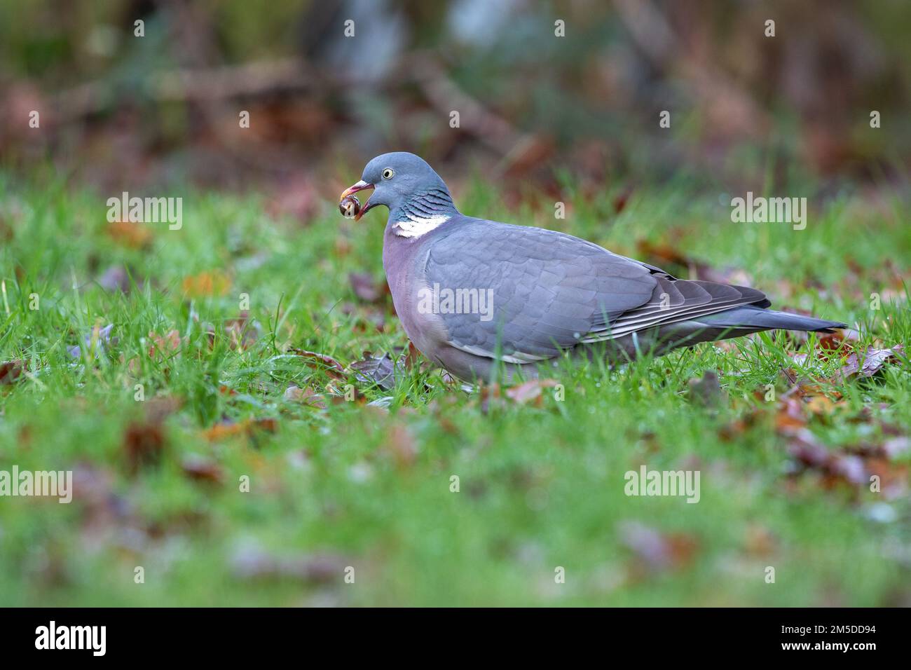 Wood Pigeon (Columba palumbus), adult eating acorn on grass, West