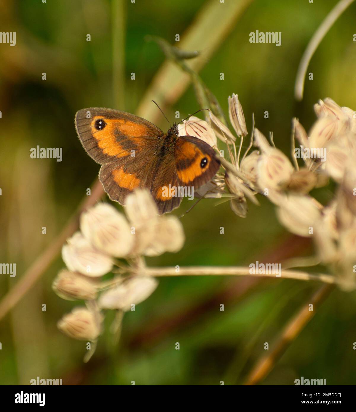 Gatekeeper feeding on nectar, Cornwall, UK Stock Photo