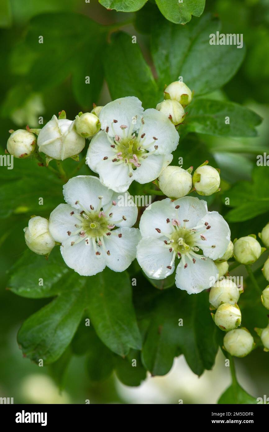 Hawthorn (Crataegus monogypa) flowers. May Stock Photo Alamy
