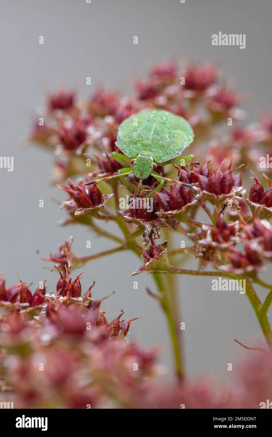 Green Shieldbug (Palomena prasina), feeding on dead flower seed heads of sedum sp., in garden, West Midlands, August. Stock Photo