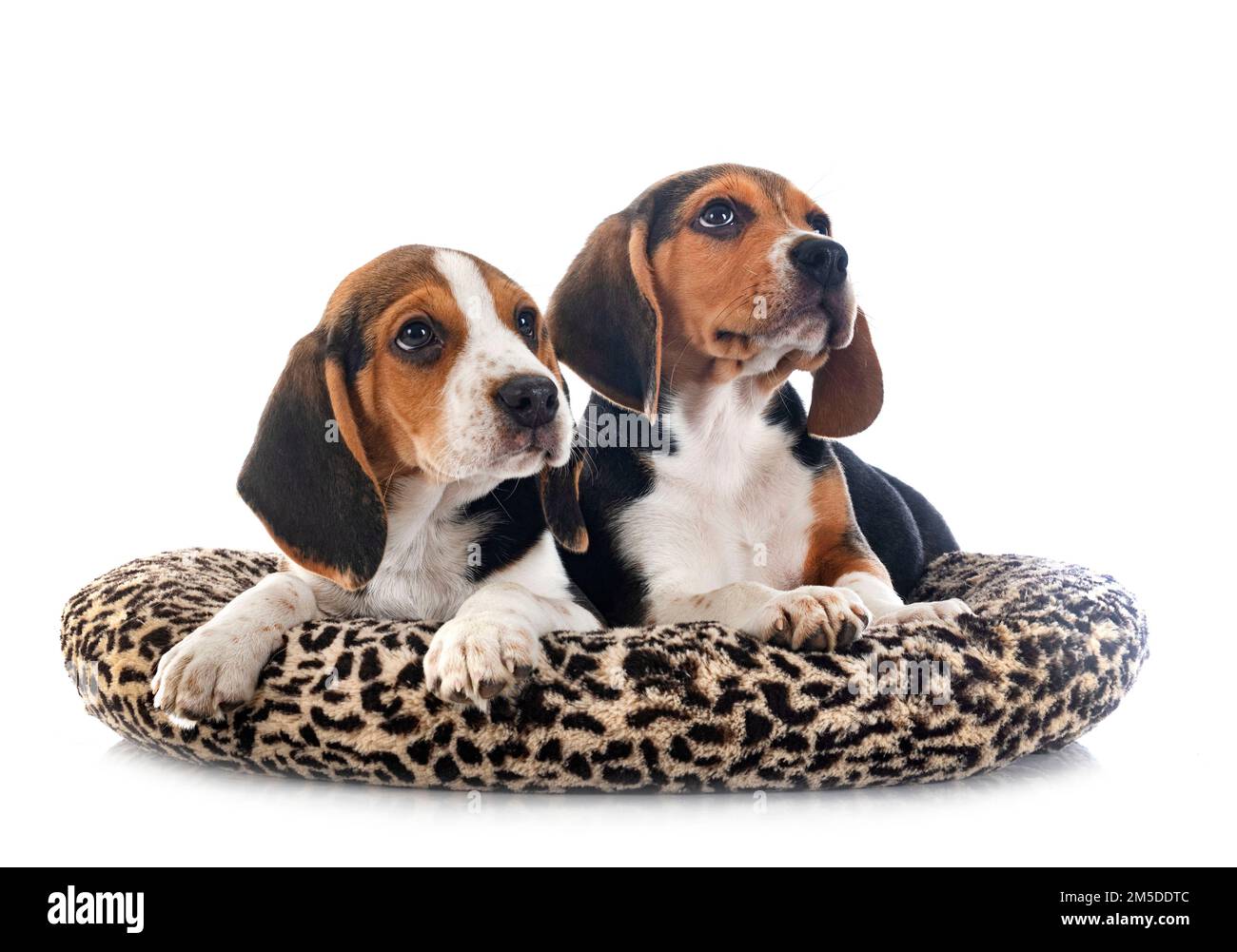 young beagles in front of white background Stock Photo - Alamy