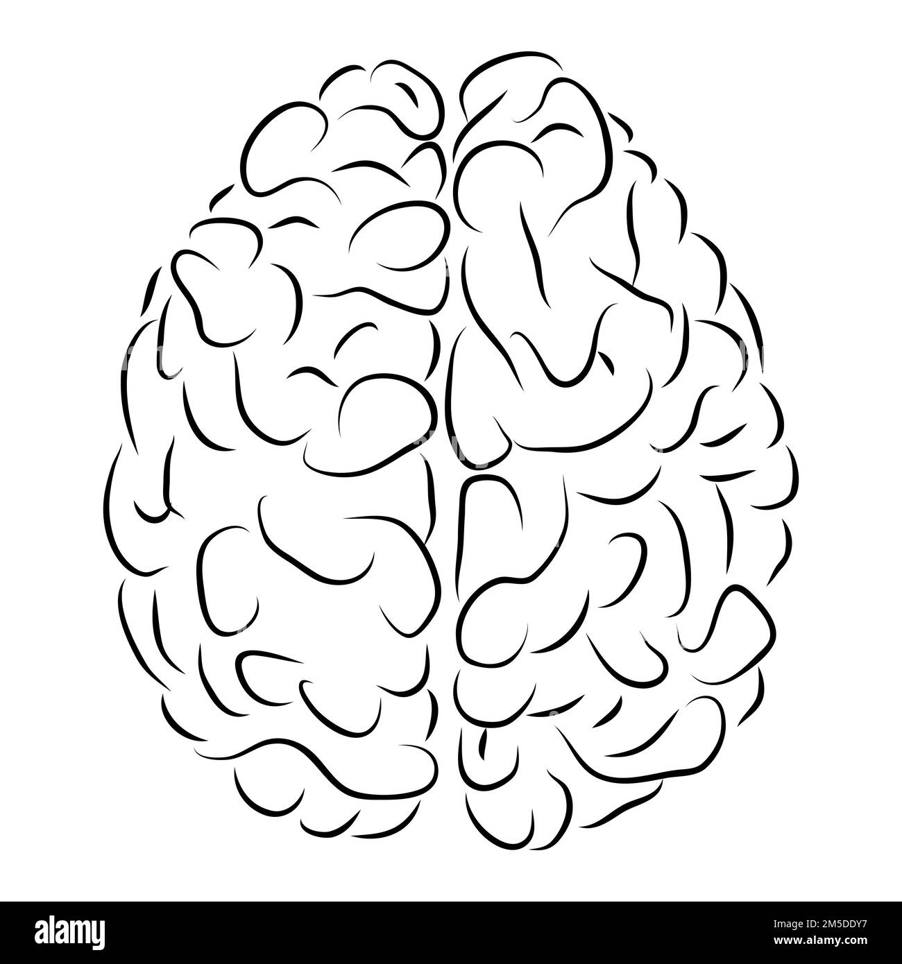 Top view of the human brain in black and white. The concept of anatomy. Stock Vector