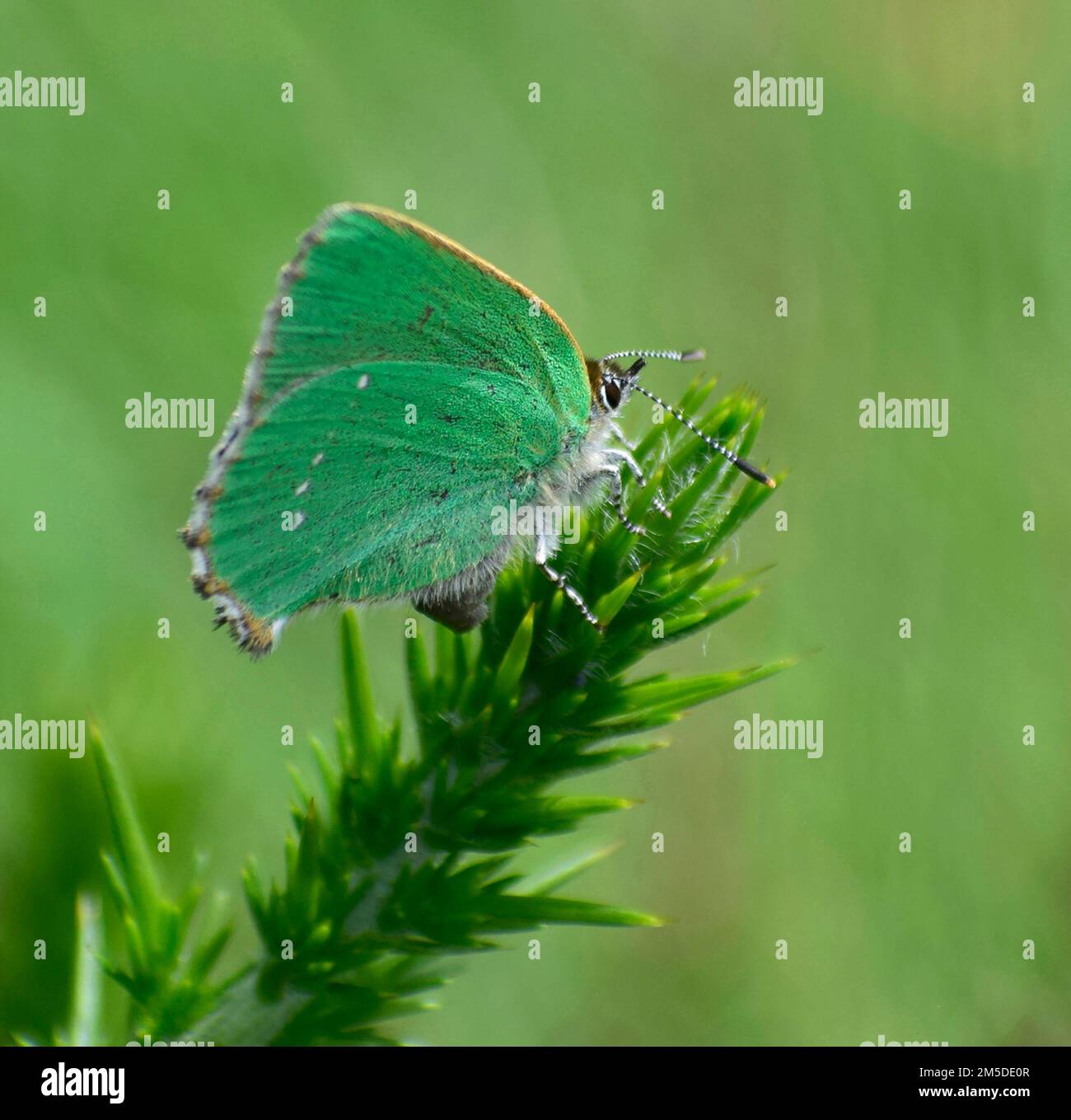 Spring insect uk hi-res stock photography and images - Alamy