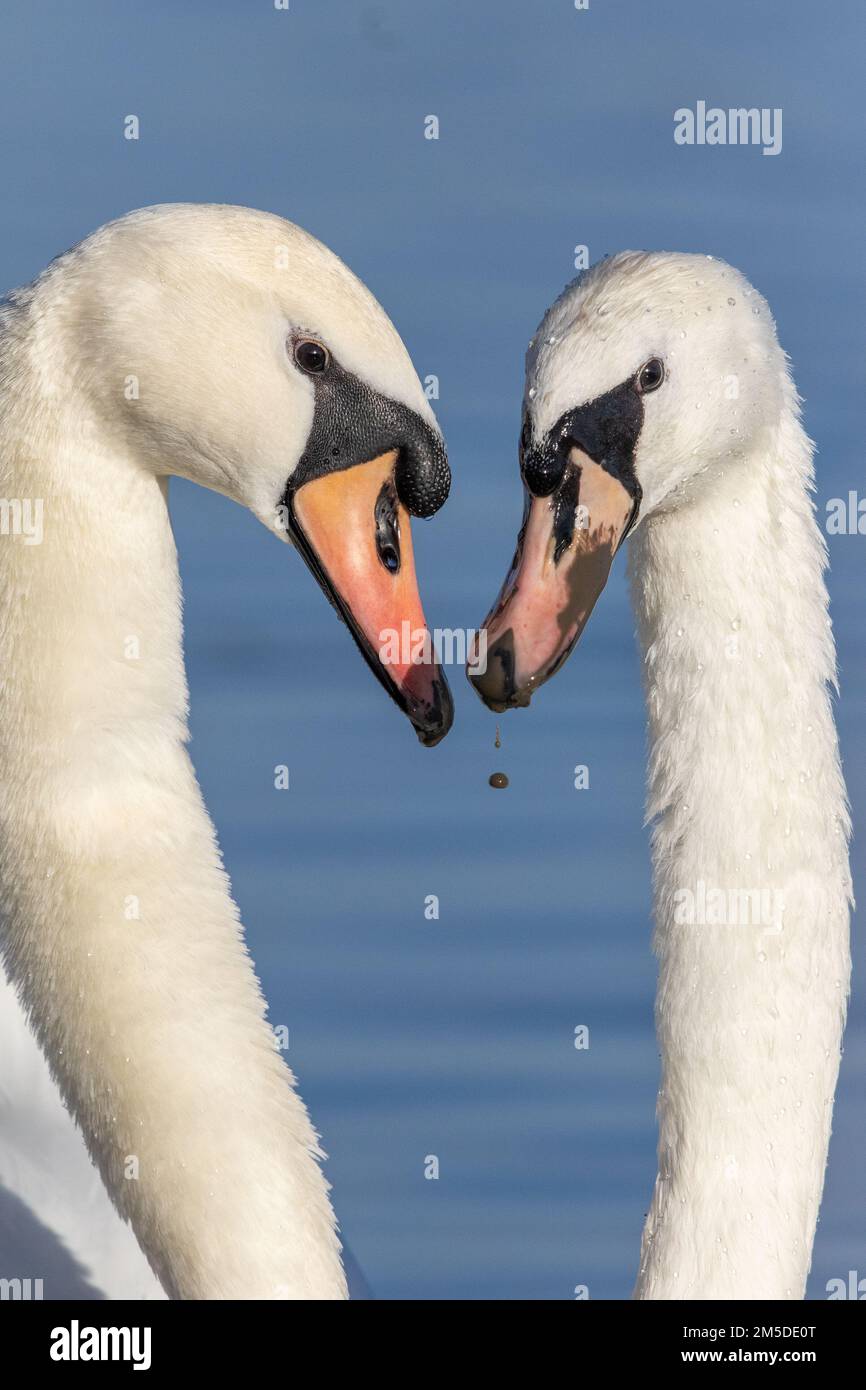 Mute Swan Cygnus Olor Adult Pair During Courtship Ritual On Water mute-swan-cygnus-olor-adult-pair-during-courtship-ritual-on-water