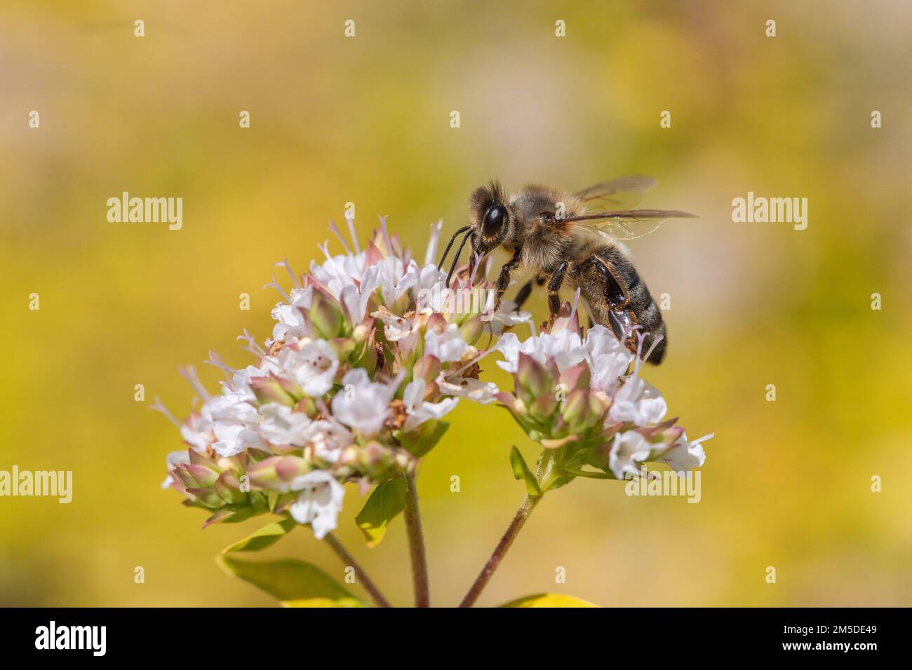 Honey Bee (Apis Mellifera), Worker Feeding On Nectar Of Flowering ...