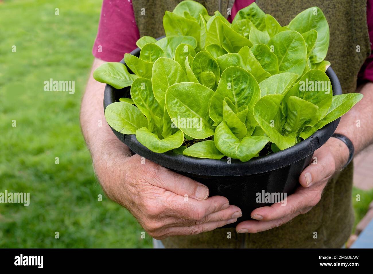 Fresh young romaine lettuce plants home grown in a planter. Stock Photo