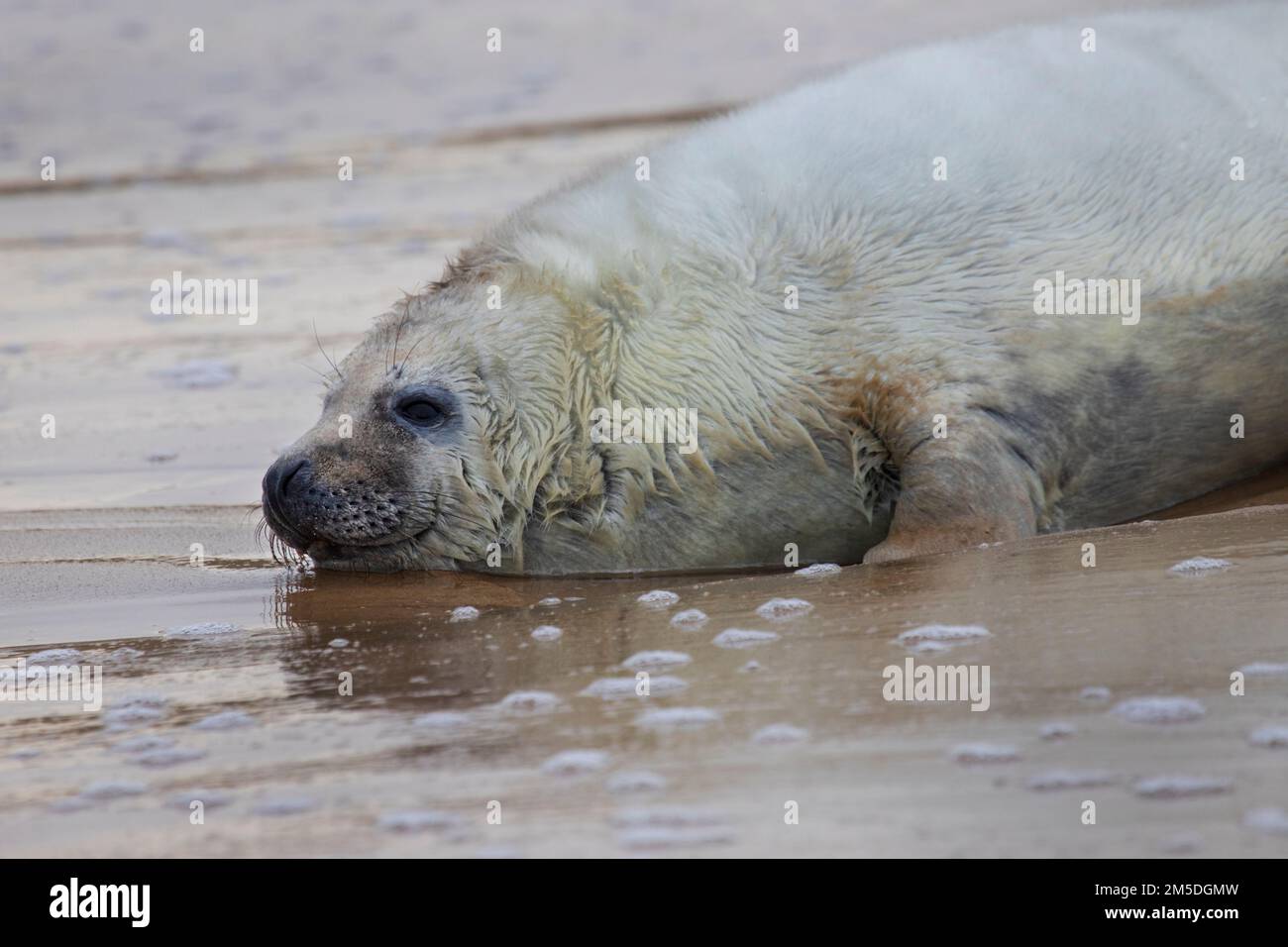 Baby Atlantic Grey seal pup at Waxham Beach in Norfolk, UK Stock Photo