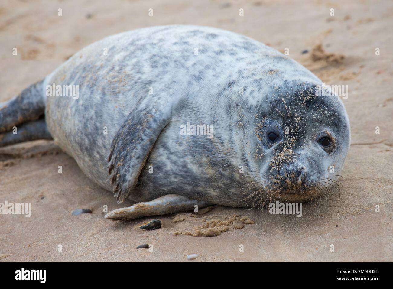 Baby Atlantic Grey seal pup at Waxham Beach in Norfolk, UK Stock Photo