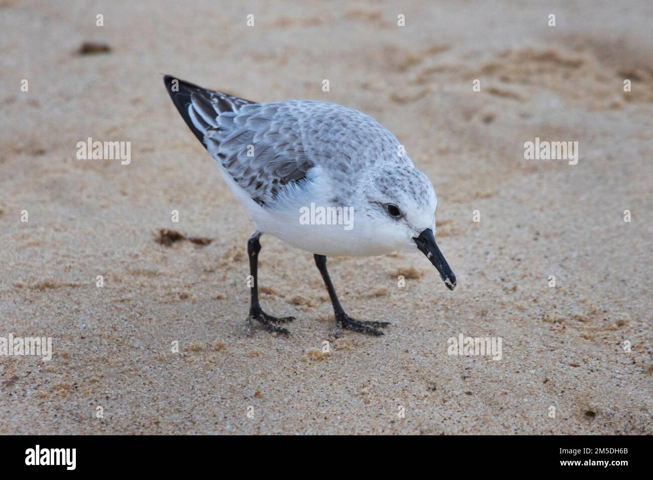 A Sanderling bird at Waxham Beach in Norfolk, UK Stock Photo