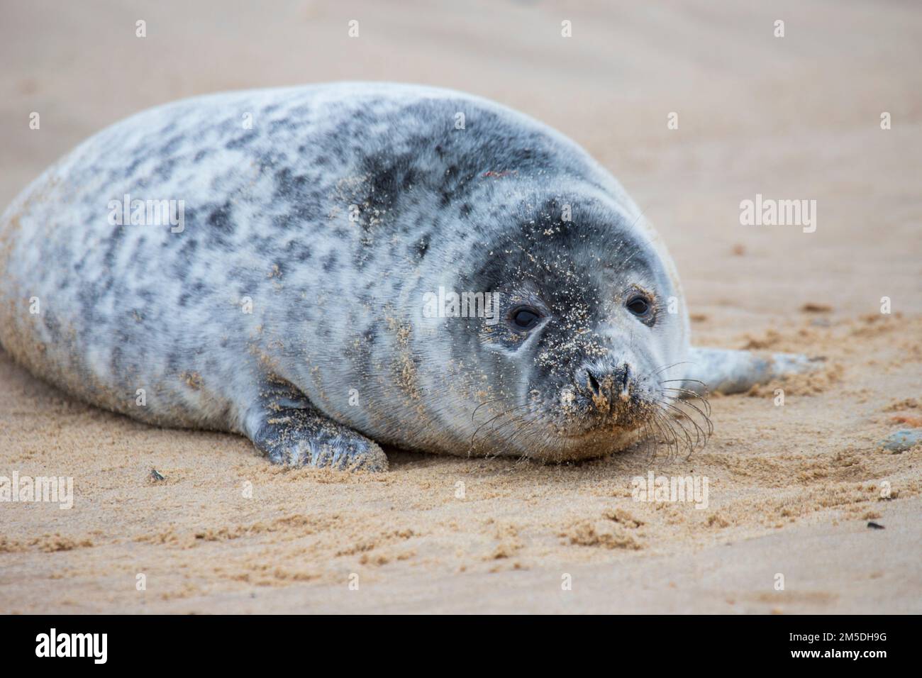 Baby Atlantic Grey seal pup at Waxham Beach in Norfolk, UK Stock Photo
