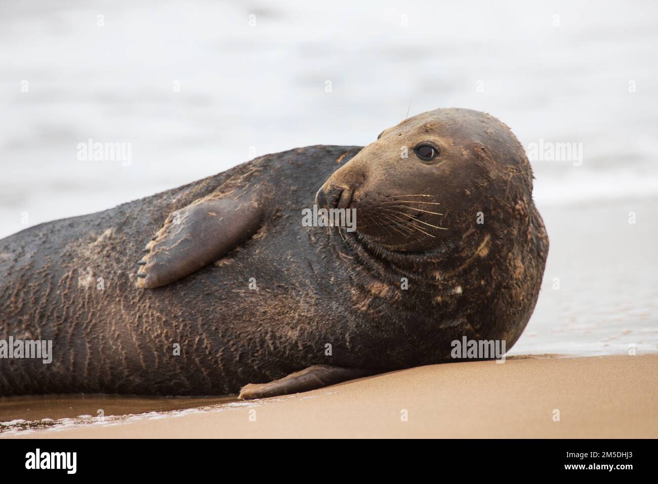 Atlantic Grey seal in the surf at Waxham Beach in Norfolk, UK, December 2022 Stock Photo