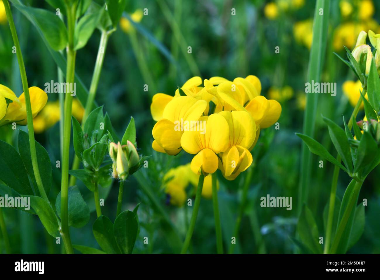 yellow-flowered trefoil in a summer meadow Stock Photo