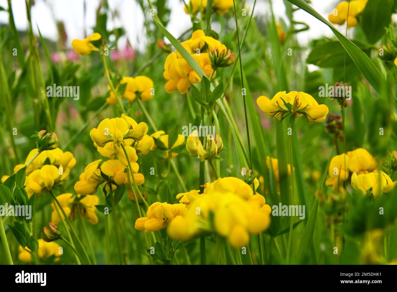yellow-flowered trefoil in a summer meadow Stock Photo