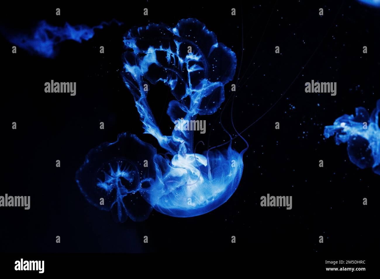 The blue jellyfish on a black background Stock Photo - Alamy