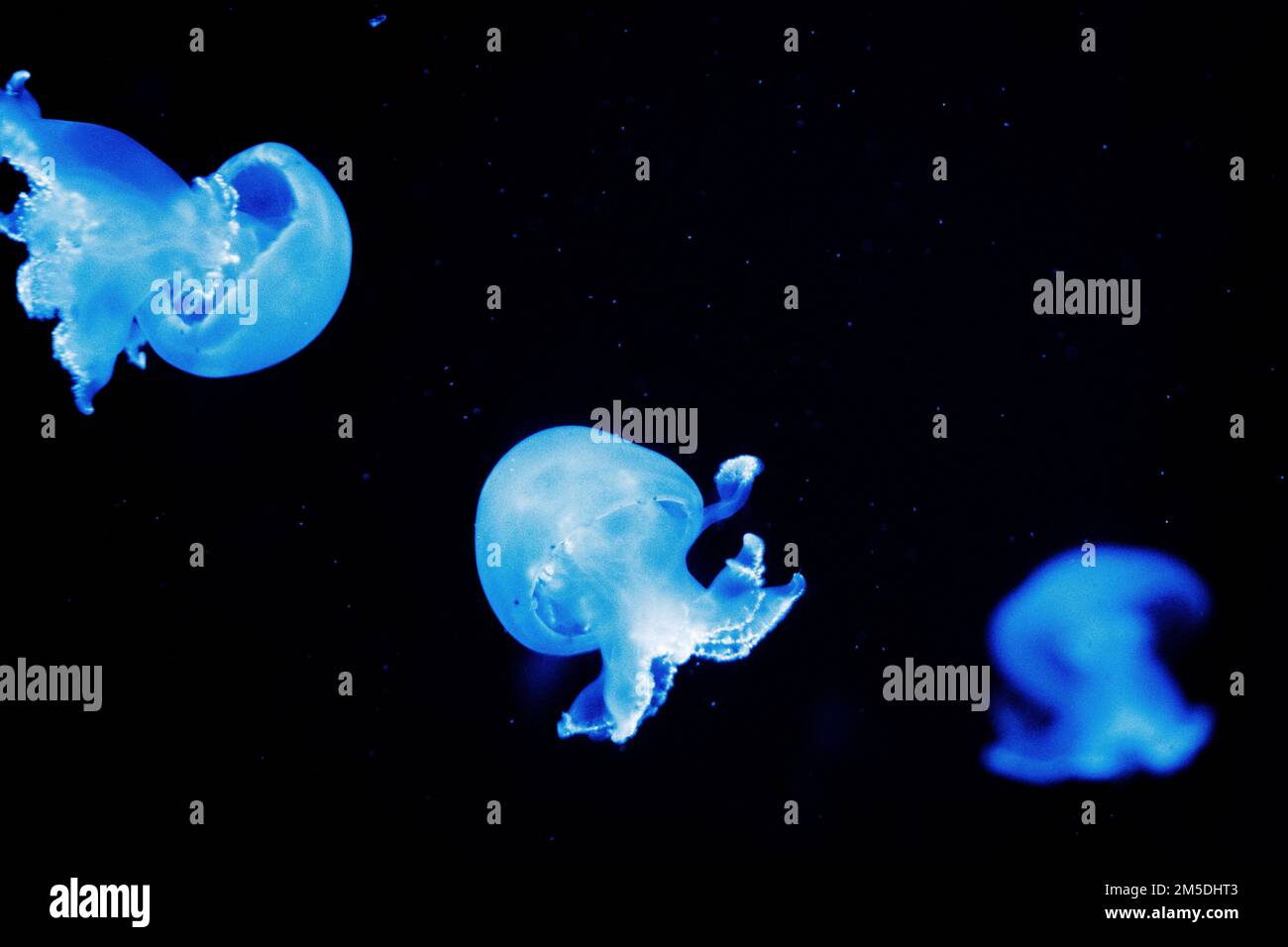 The blue jellyfish on a black background Stock Photo - Alamy