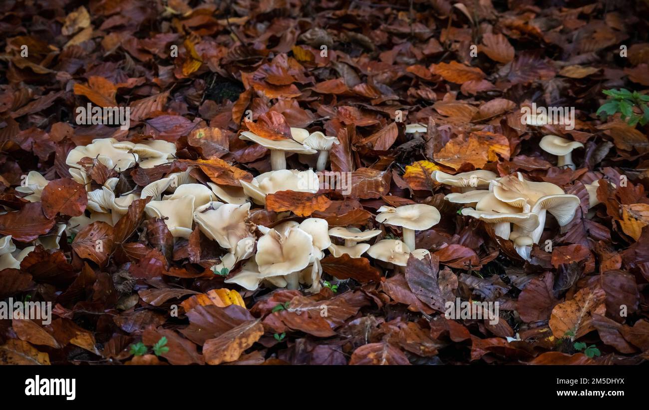 Psilocybin magic mushrooms growing in forest. Naturally psychoactive and hallucinogenic compound concept. Stock Photo