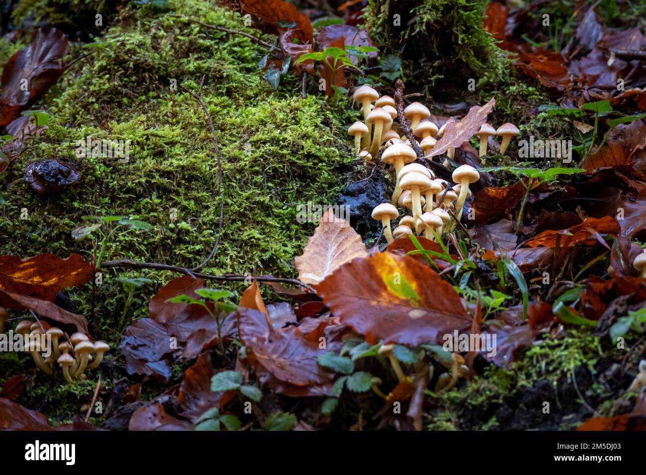 Psilocybin magic mushrooms growing in forest. Naturally psychoactive and hallucinogenic compound concept. Stock Photo
