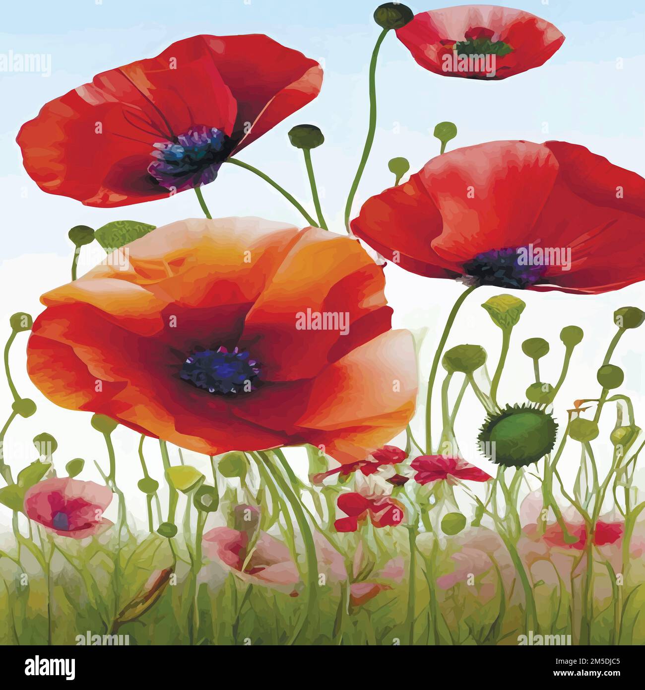 Watercolor illustration of wild poppy flowers. Red poppy flowers filed ...