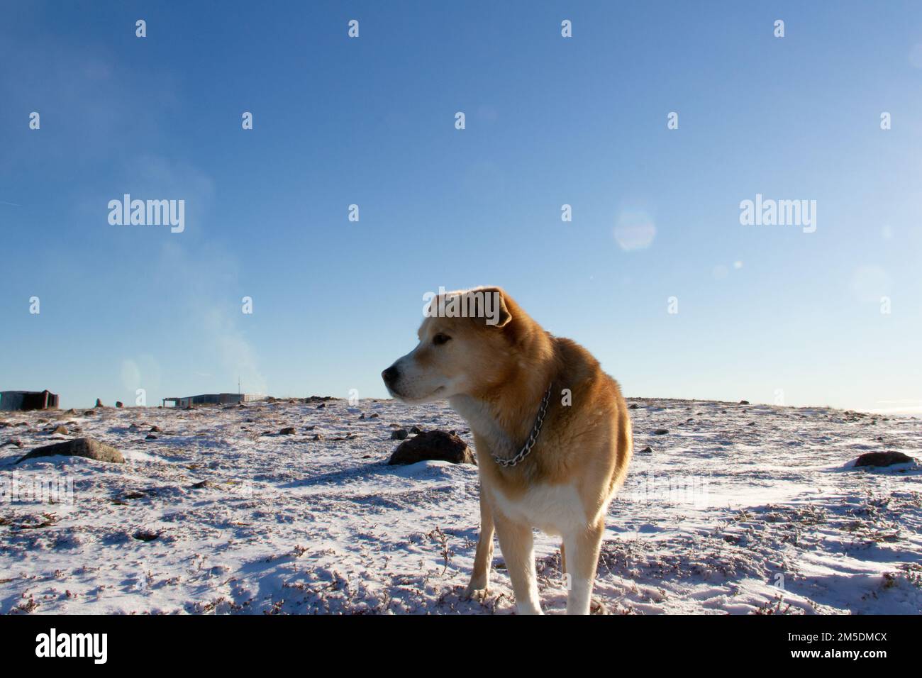 A yellow Labrador dog standing on snow in a cold arctic landscape, near Arviat, Nunavut Canada Stock Photo