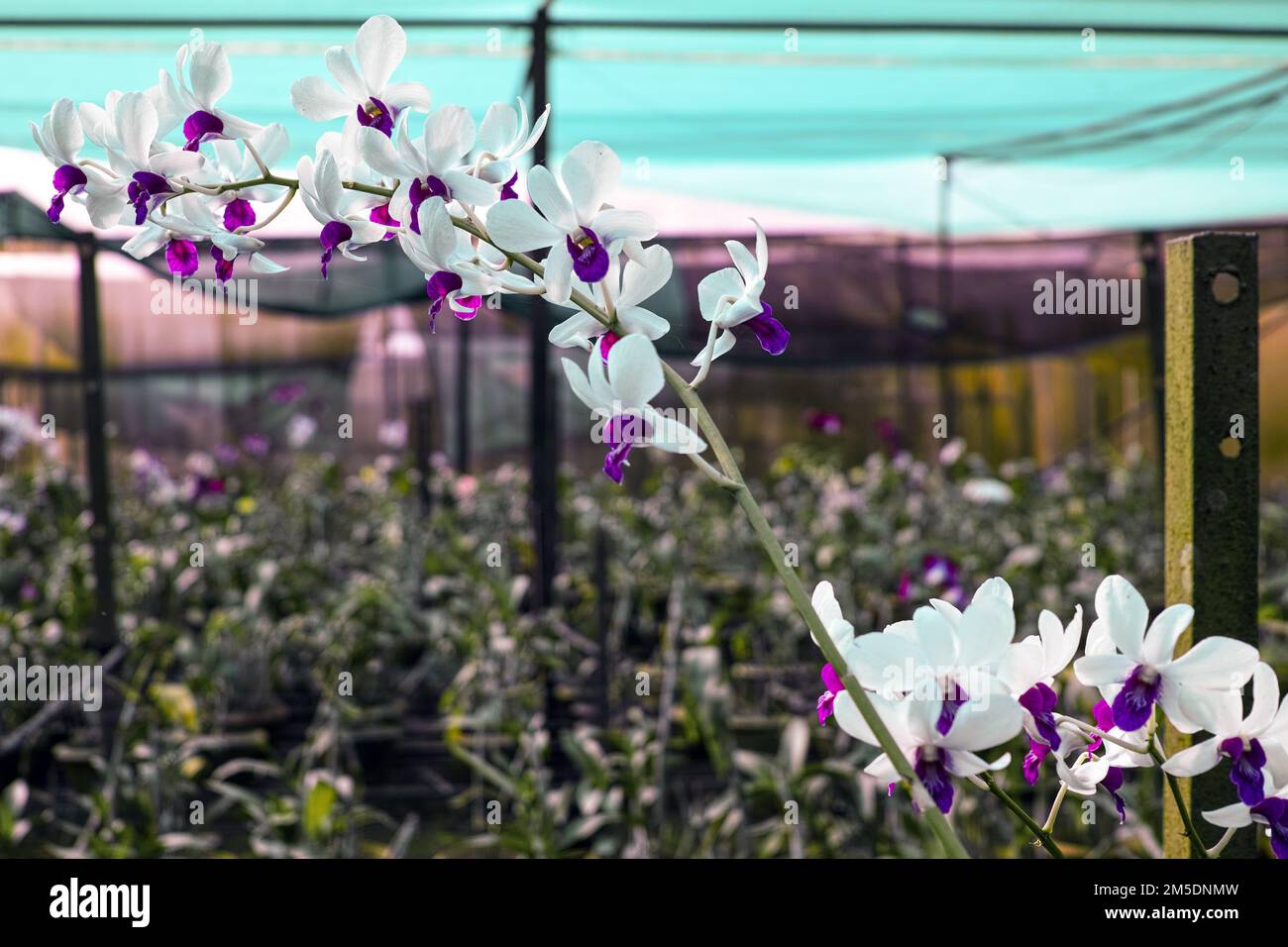 A closeup of a Dendrobium orchids flower plant Stock Photo