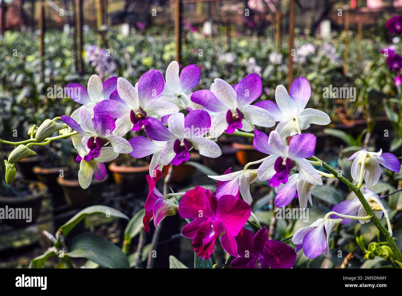 A closeup of Dendrobium orchids flower plant Stock Photo