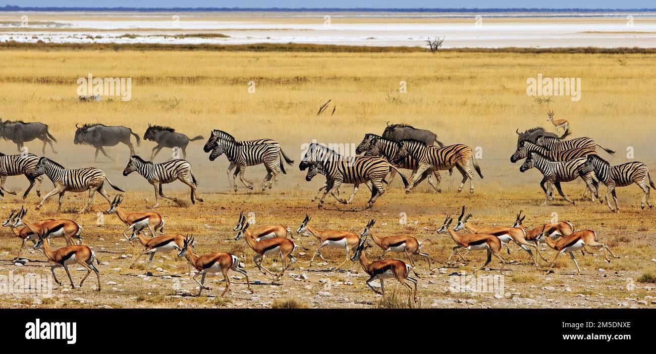 0319　THE SOUTHERN AFRICAN ENVIRONMENT Large herd of Zebra, Wildebeest and Springbok ina panic