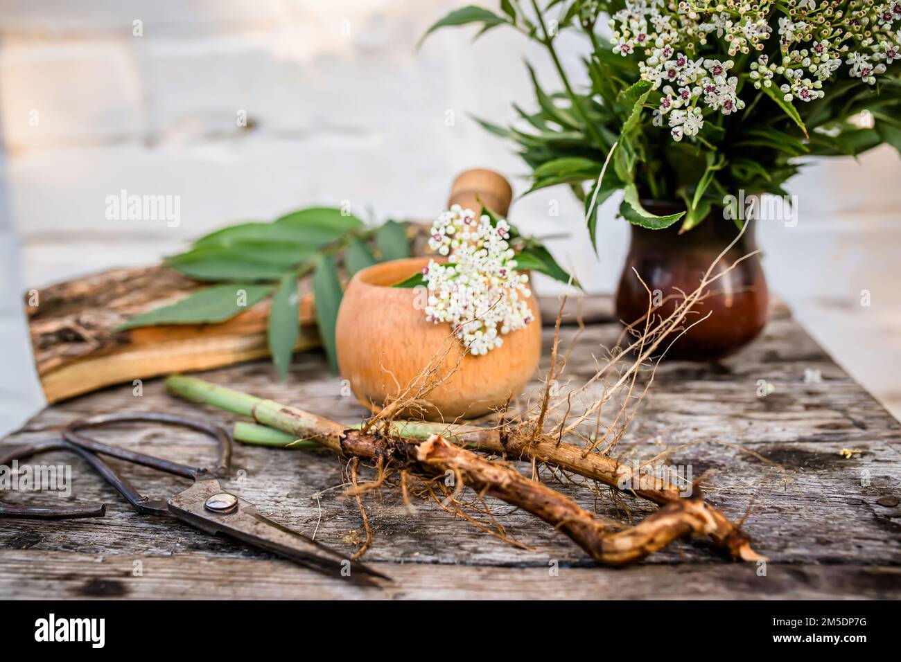 Root and leaf Sambucus ebulus, also known as danewort, dane weed ...